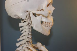 Schädel mit Kiefergelenk und Halswirbelsäule