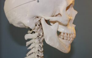 Schädel mit Kiefergelenk und Halswirbelsäule