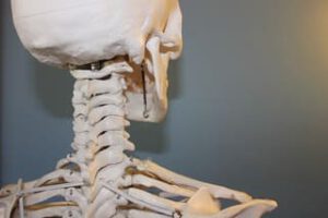 Skelett von hinten, Kopf, Halswirbelsäule und oberer Schulterteil 